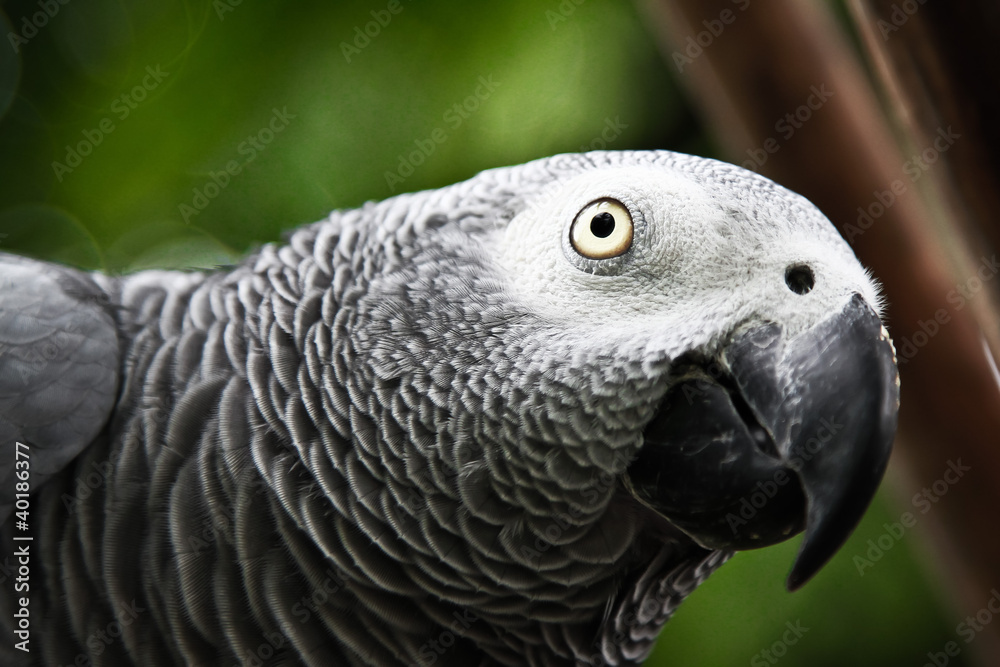 Fototapeta premium African Grey Parrot eating a peanut