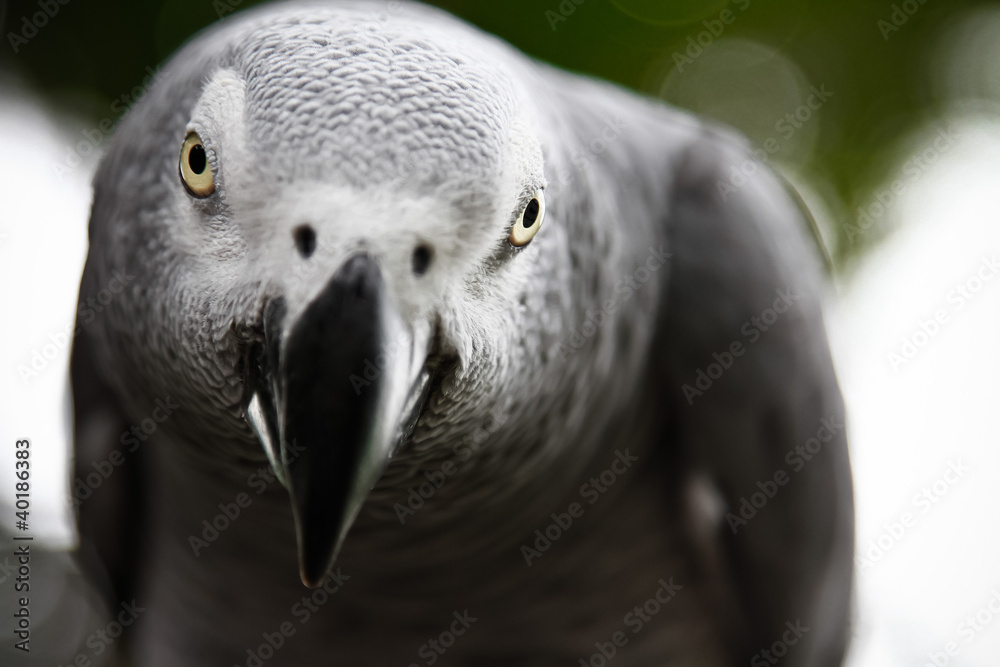 Fototapeta premium African Grey Parrot eating a peanut