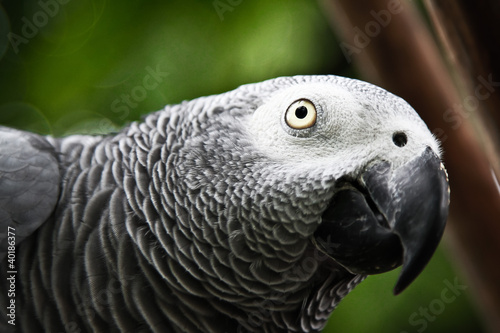 African Grey Parrot eating a peanut