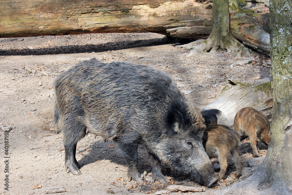 wild pig with piglets wild pig with piglets