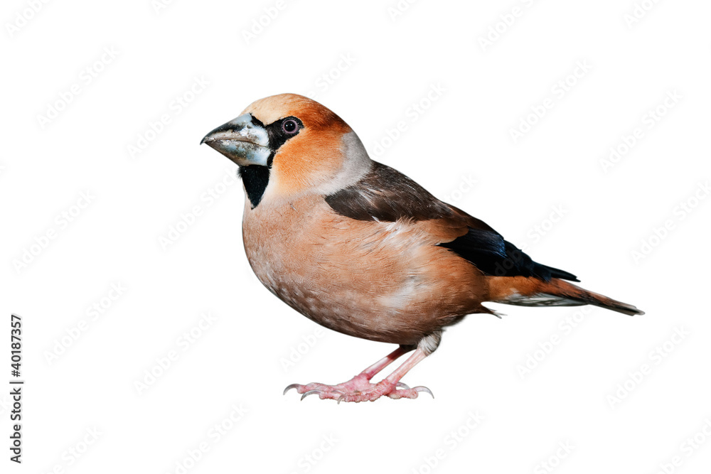 A hawfinch isolated on white background A hawfinch isolated on white background