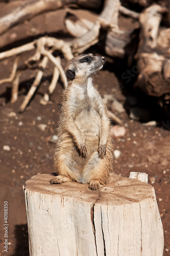 meerkat in zoo