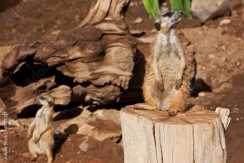 meerkat in zoo