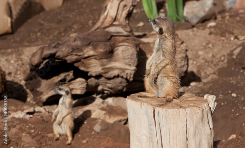 meerkat in zoo