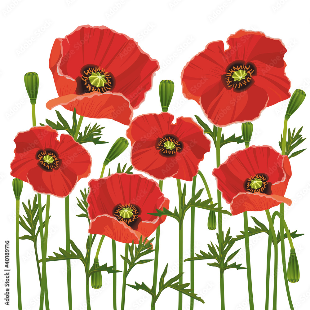 Flowers poppies isolated on white background Flowers poppies isolated on white background