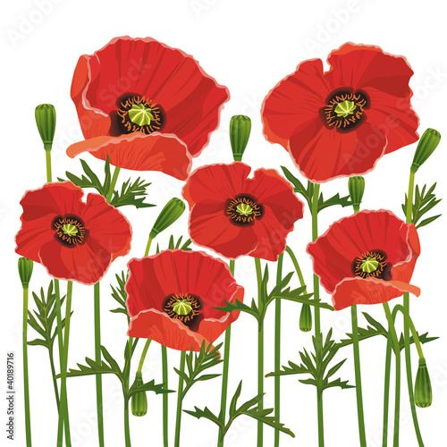 Flowers poppies isolated on white background