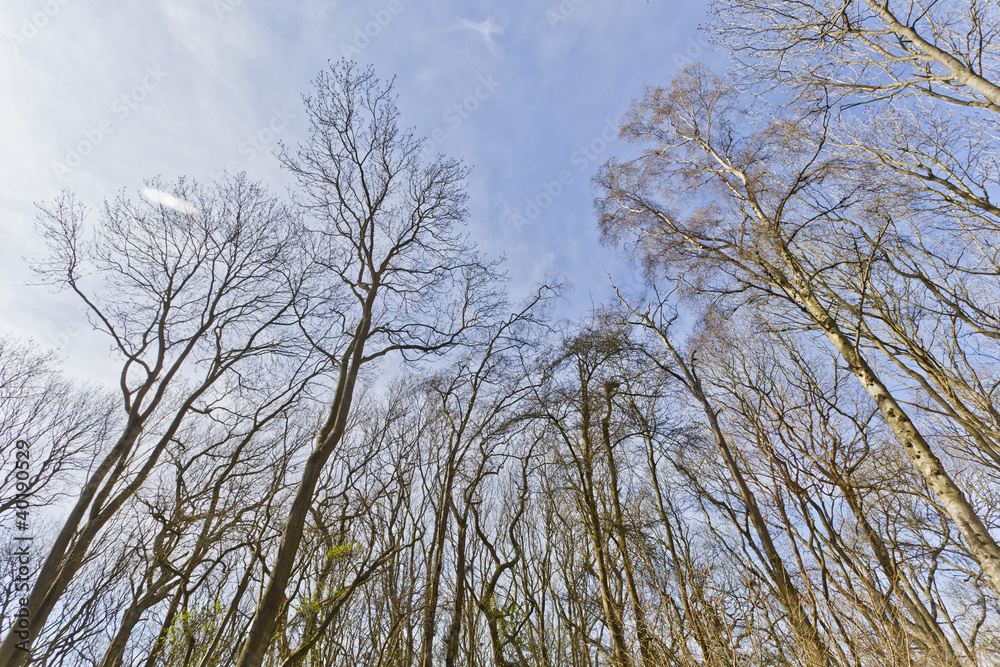 Bare Tree's Early Spring Bare Tree's Early Spring