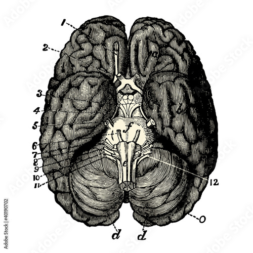 Cerveau Human