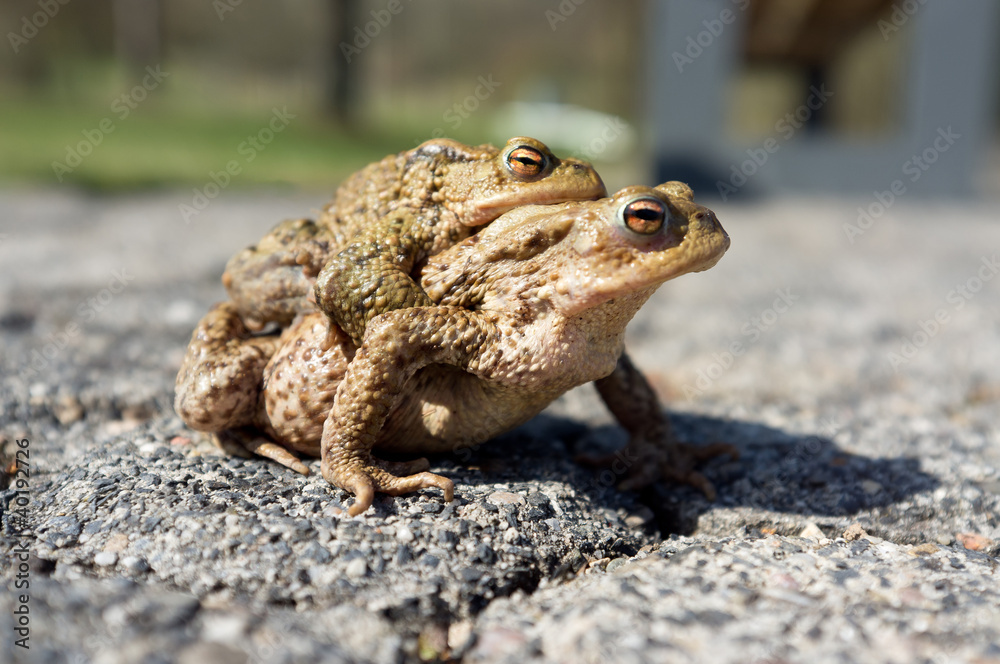 Obraz premium Mating toads