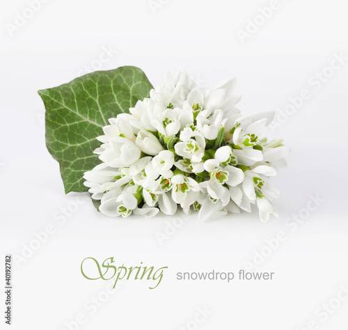 Fototapeta Naklejka Na Ścianę i Meble -  spring snowdrop flower