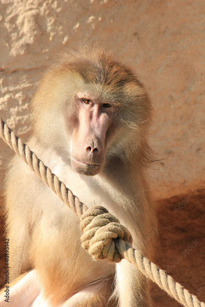 Obraz premium sad looking baboon