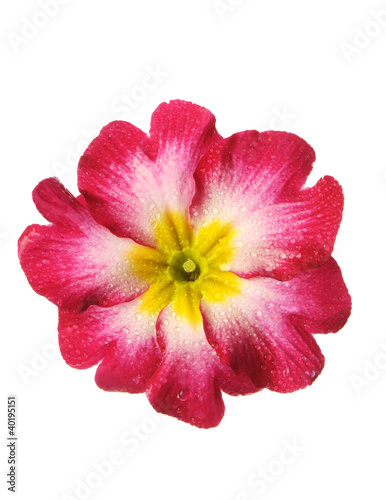 a primrose,a flower isolated on white with drops