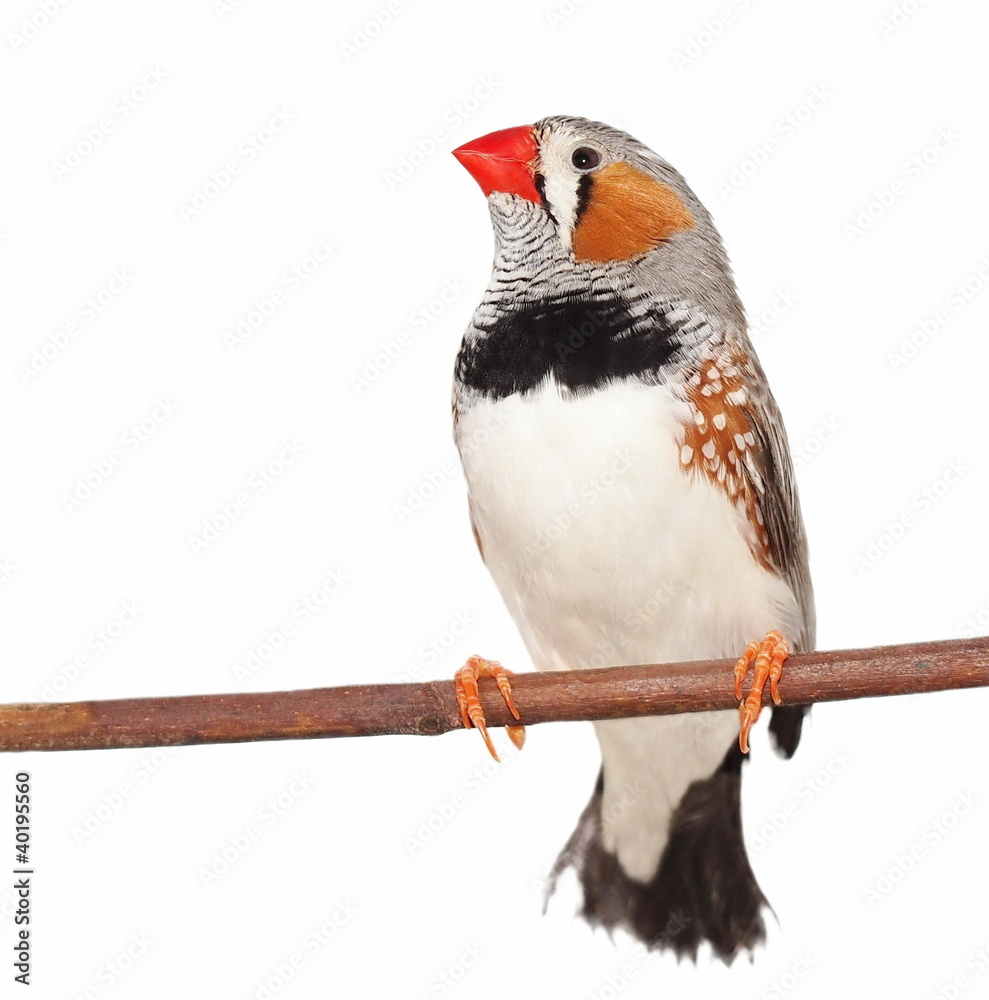 Zebra Finch, isolated on white background with clipping path Stock