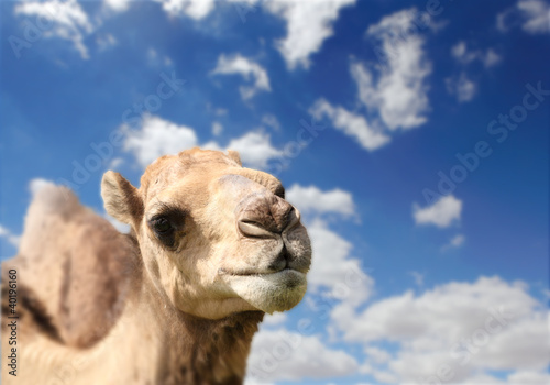 Camel head agaisnt sky background © Sergey Nivens