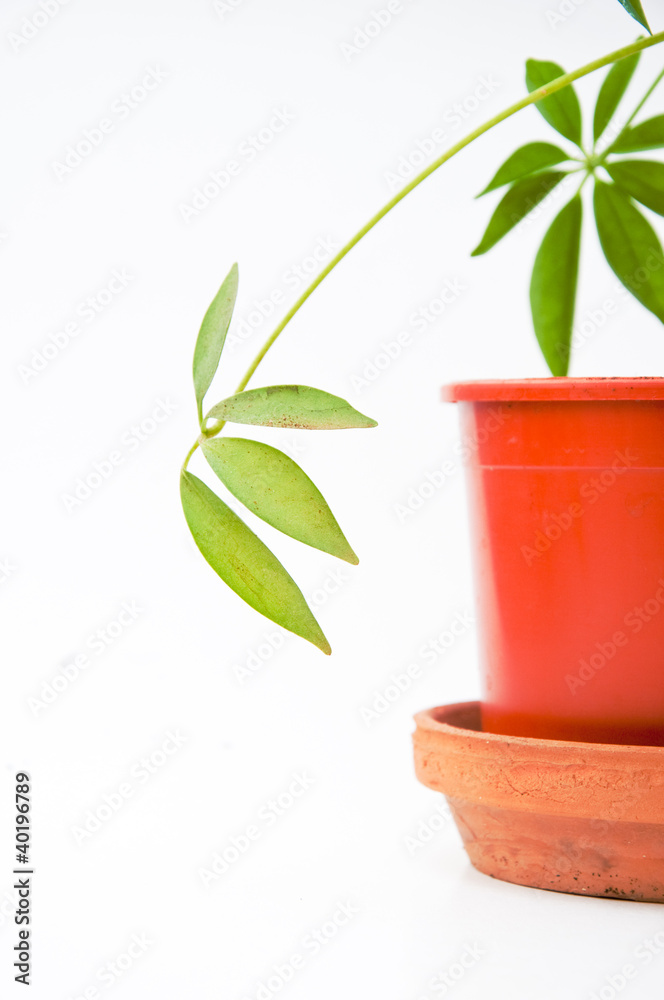 Plant in the pot Plant in the pot