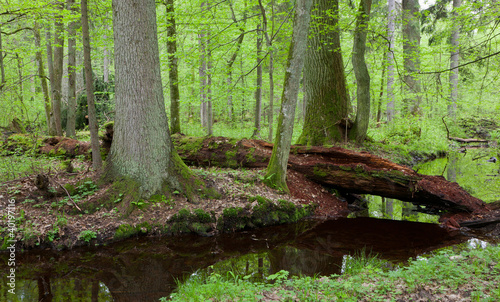 Two large tree by slow flowing river © Aleksander Bolbot