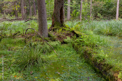Natural stand of Bialowieza Forest with standing water © Aleksander Bolbot