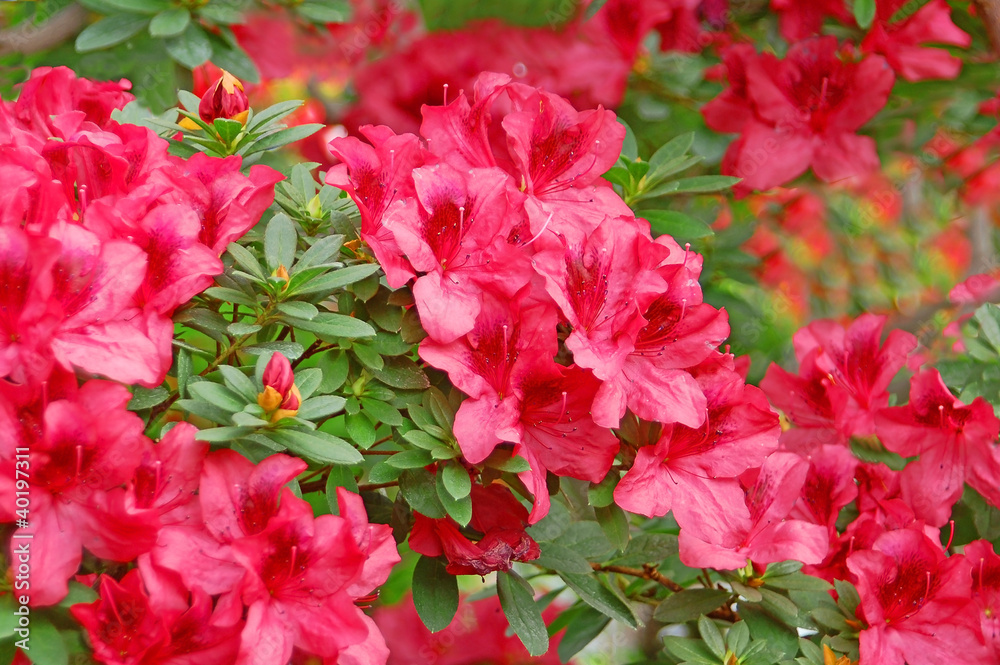 Red azalea blossom in winter botanical garden