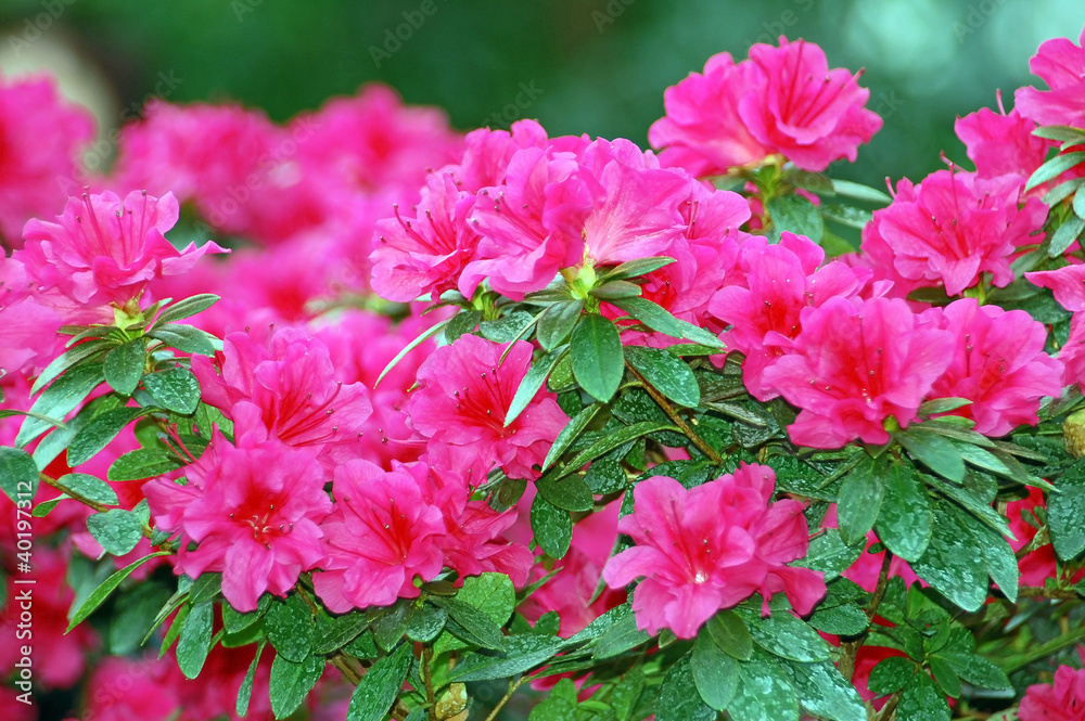 Pink azalea blossom in winter botanical garden Pink azalea blossom in winter botanical garden