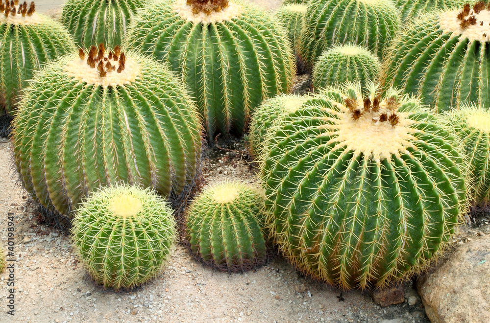 Giant cactus in Nong Nooch Garden, Pattaya, T Giant cactus in Nong Nooch Garden, Pattaya, T