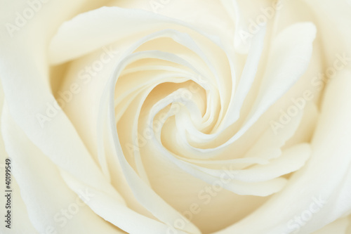A close-up of a white rose