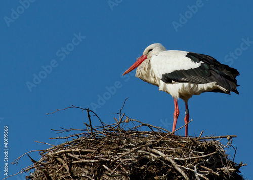 Stork in a tree