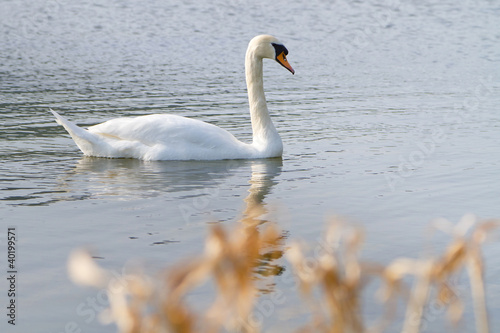 Beautiful swan on the lake
