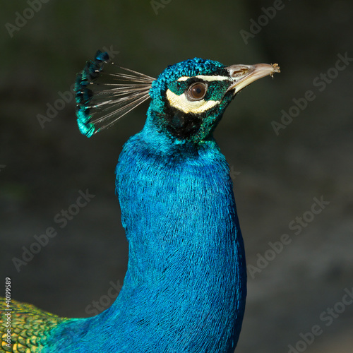 Peacock photo