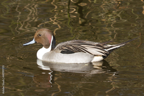 Northern pintail drake swimming