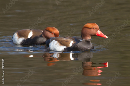Couple of Red-crested Pochards © michaklootwijk