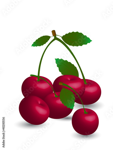 Cherry  harvest