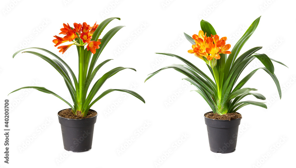 Two blossoming plants of klivia in flowerpot isolated on white Two blossoming plants of klivia in flowerpot isolated on white