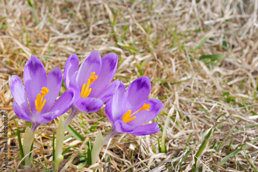 three fresh Crocus sativus flowers in natural environment