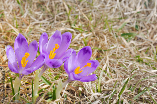 three fresh Crocus sativus flowers in natural environment