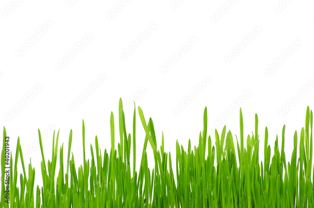 Obraz premium green grass