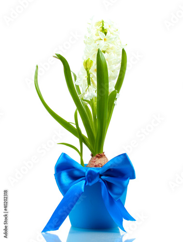 beautiful white hyacinth in blue flowerpot isolated on white