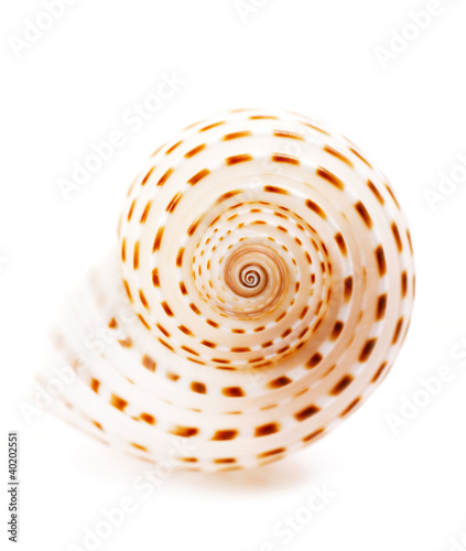 Sea shell Tonna Tesselata isolated on white, shallow dof