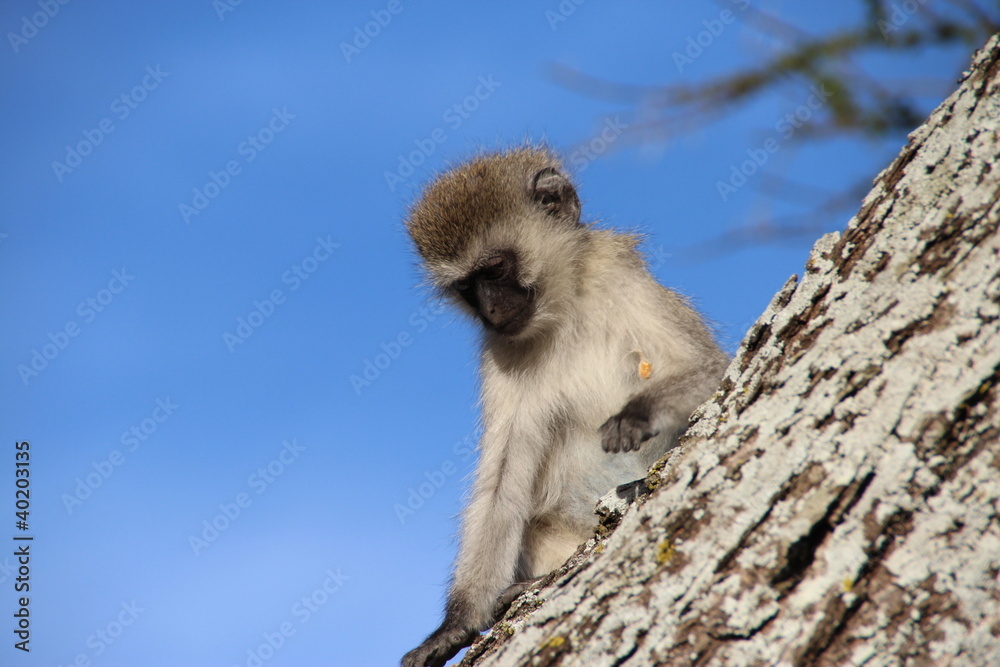 Vervet Monkey, Serengeti National Park, Tanzania