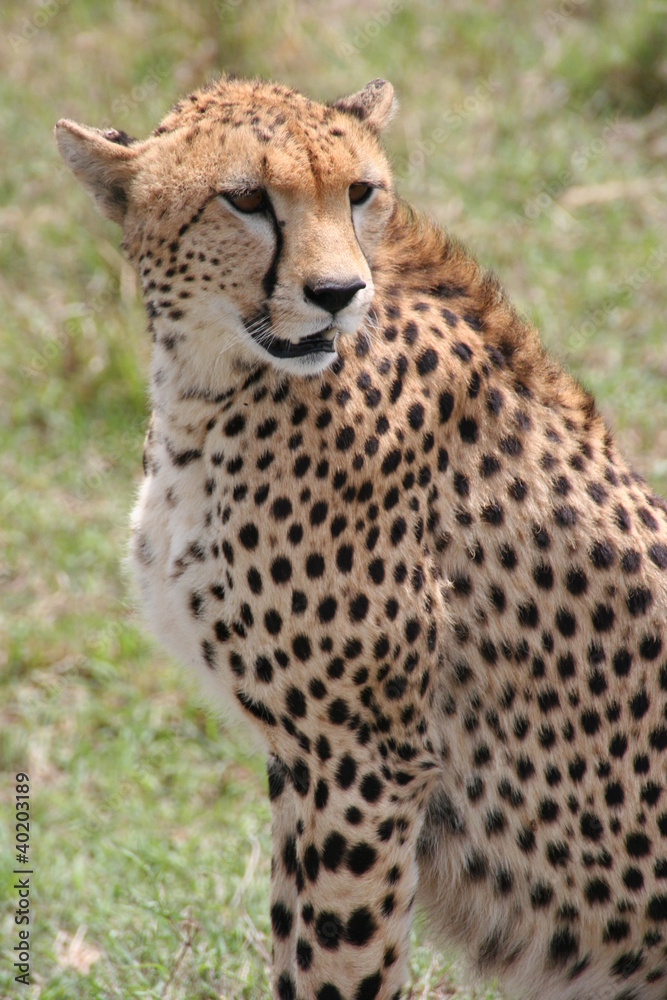 Cheetah, Masai Mara, Kenya Cheetah, Masai Mara, Kenya