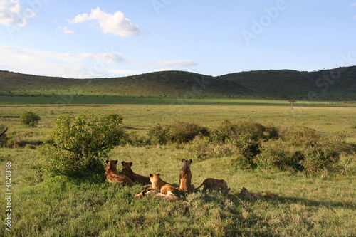 Lion pride, Masai Mara, Kenya