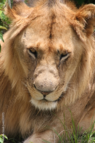 Lion  Masai Mara  Kenya