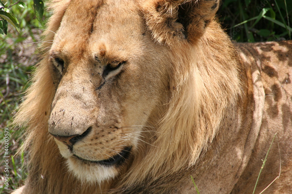 Fototapeta premium Lion, Masai Mara, Kenya