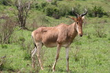 Antelope, Masai Mara, Kenya