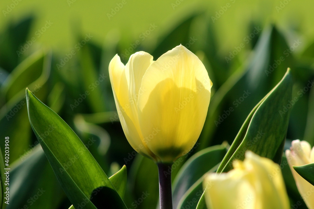 Giardino in primavera con tulipani gialli Giardino in primavera con tulipani gialli