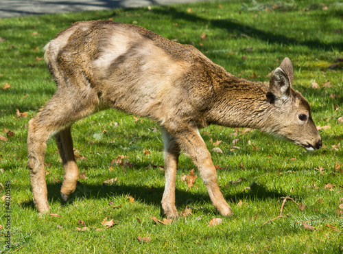 Young Deer Fawn