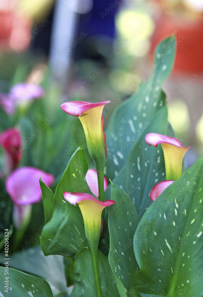 Obraz premium calla lily