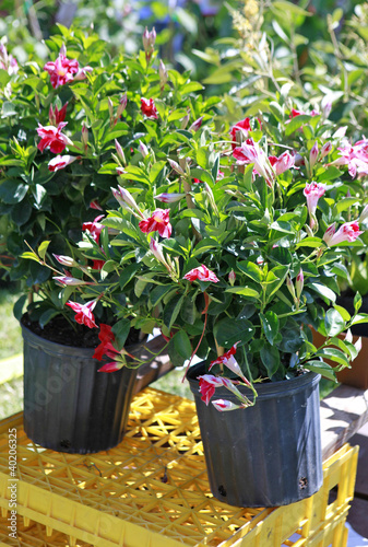 flowering vines