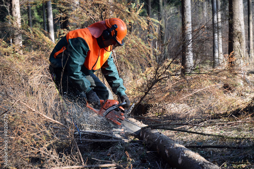 Lumberjack, forest work