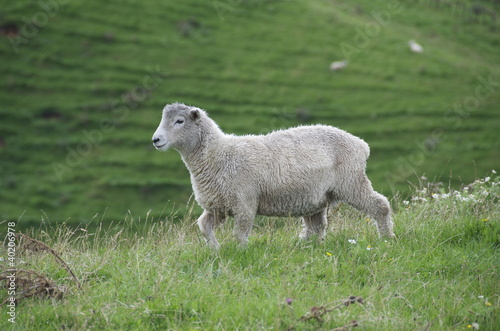 mouton nouvelle z  lande