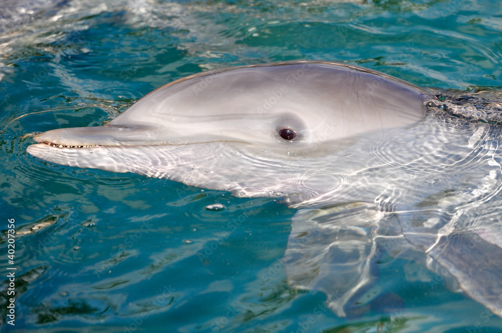 Naklejka premium Dolphin